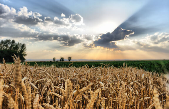 Goldene Ährenfeld im Vordergrund, Sonnenstrahlen durch Wolken im Hintergrund, ruhige Landschaft mit Bäumen.