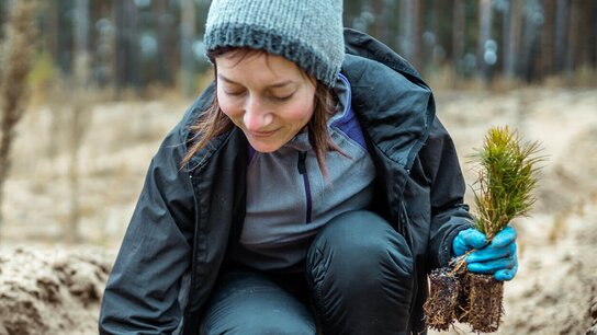 Eine Person in warmer Kleidung pflanzt einen Baum in den Boden, umgeben von einem Waldgebiet.