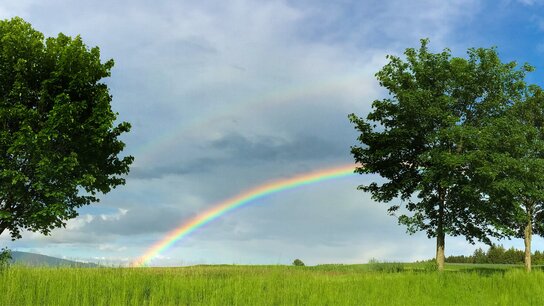 Zwei große Bäume stehen auf einer Wiese unter einem Regenbogen, der sich gegen einen bewölkten Himmel spannt.